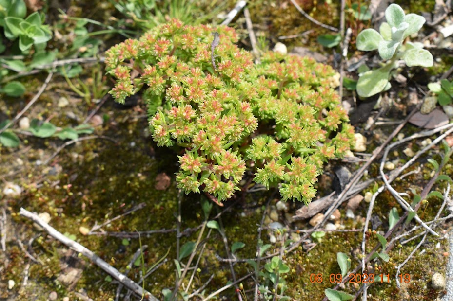 Close-up of a green and orange fynbos plant growing among moss, branches and other vegetation.