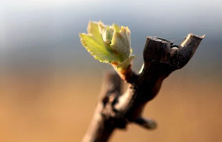 2020: Year of Our First Harvest