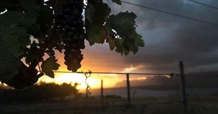 Discover our South African Wine Estate