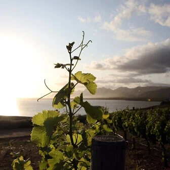 July 8, 2020 Vineyards and Vision